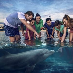 feeding-wild-dolphins-at-tangalooma-australia