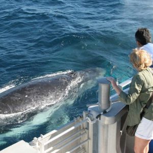 gold_coast_-_whale_watching_2